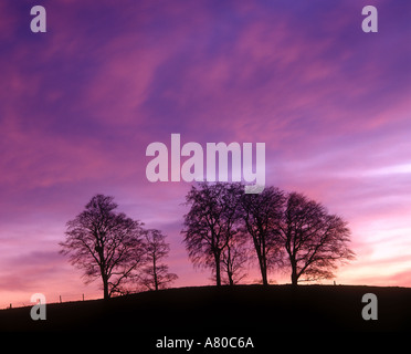 Trees silhouetted against a colourful dusk sky Stock Photo