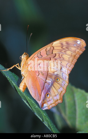Australian Leafwing butterfly (Doleschallia bisaltide)