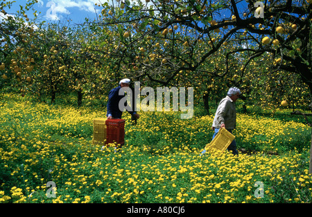 Italy, Sicily, lemon tree fields Stock Photo