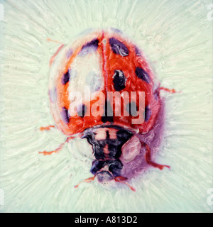 Ladybug closeup Polaroid sx 70 manipulated photograph Stock Photo