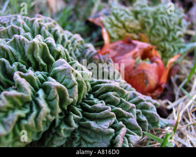 Rhubarb Stock Photo