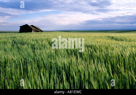 Canada, Saskatchewan, Badlands, Grasslands National Park, leaning house because of the wind Stock Photo