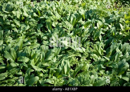 Wild Garlic Meadow in Alexandra Park Penarth South Wales Stock Photo