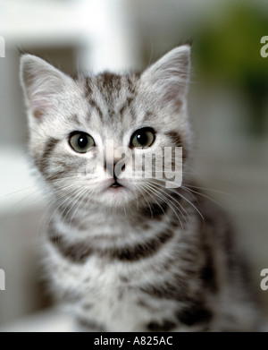 grey silver tabby tabby kitten portarit Stock Photo