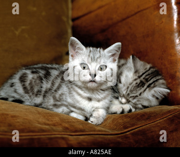 two silver tabby kittens on leather chair Stock Photo