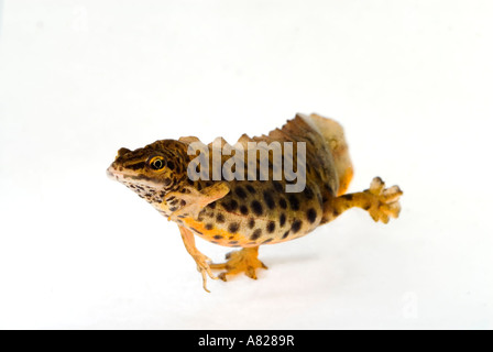 Smooth or common newt lissotriton vulgaris or Triturus vulgaris Stock Photo