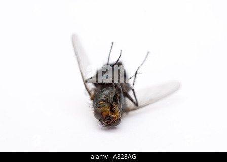 Dead bluebottle fly Calliphora erythrocephala close up on carpet ...