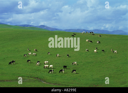 Herd of cows grazing in green California pastures Stock Photo