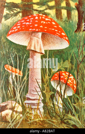 Fly agaric. Amanita muscaria. Poisonous mushroom. Antique illustration. 1900. Stock Photo