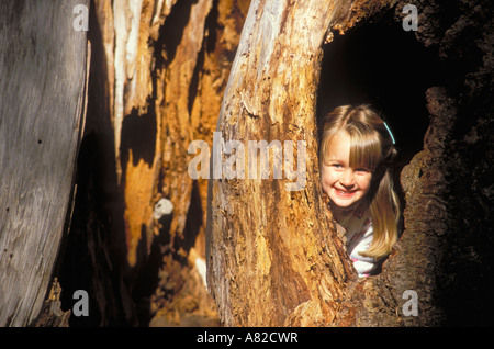 Child age 3 peering out of a hole in the hollow trunk of a Giant Sequoia Sequoia National Park California Stock Photo