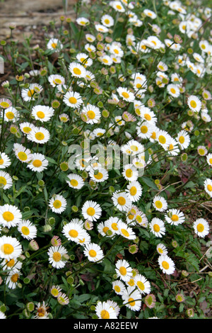 Erigeron mucronatus aka E karvinskianus Stock Photo