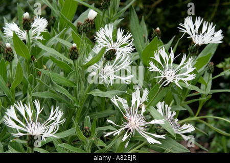 Centaurea montana Lady Flora Hastings Stock Photo