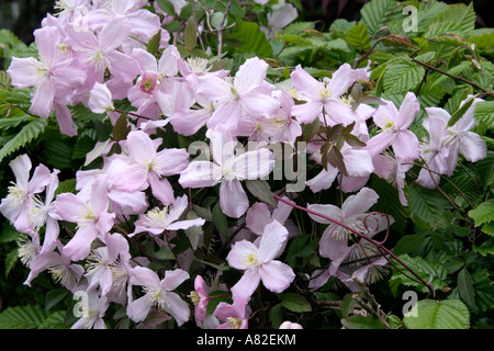 Clematis montana Elizabeth has a darker and finer quality leaf and a delightful fragrance Stock Photo