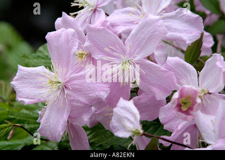 Clematis montana Elizabeth has a darker and finer quality leaf and a delightful fragrance Stock Photo