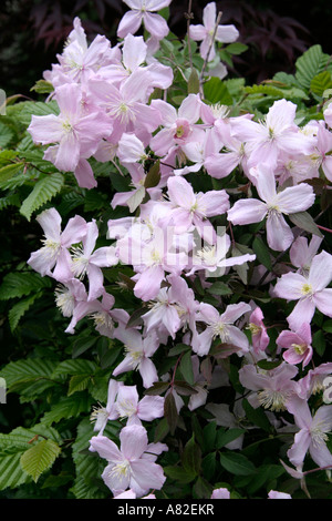 Clematis montana Elizabeth has a darker and finer quality leaf and a delightful fragrance Stock Photo