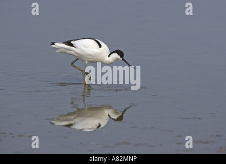 Avocet Recurvirostra avocetta feeding at Cley Nature reserve Norfolk Stock Photo