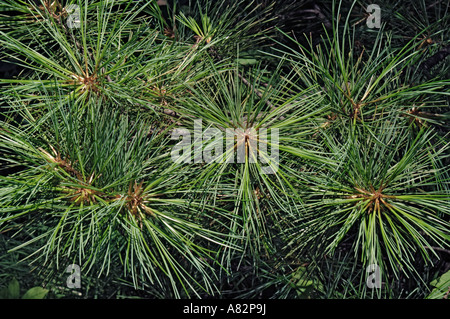 Korean pine (Pinus koraiensis) Stock Photo