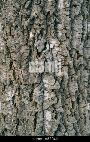 Amur corktree (Phellodendron amurensis) Stock Photo