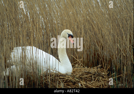 Mute Swan on nest Stock Photo