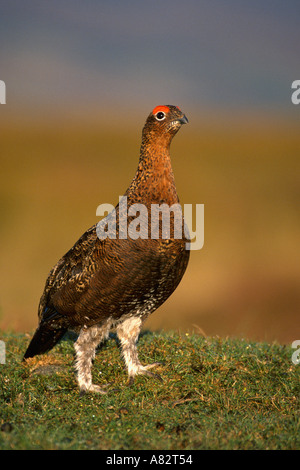 Red Grouse on Heather Stock Photo