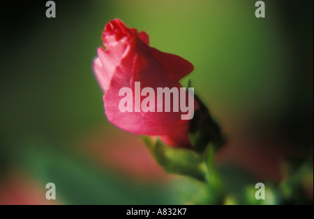 Rose Mallow, Annual Mallow "ROSE BEAUTY" Lavatera trimestris Stock Photo