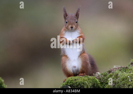 Red Squirrel Staring Stock Photo