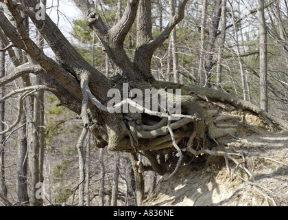 Tree on edge of hill with root structure exposed Stock Photo