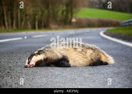 Dead adult Badger Meles meles lying on rural main road near grass verge roadside. Wales, UK. Stock Photo