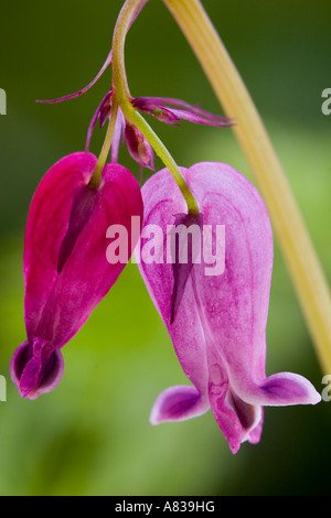 Dicentra "Stuart Boothman" Stock Photo