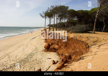 Coastal erosion showing how rough seas are slowly eroding the coastline and destroying a fir forest on the Algarve in Portugal Stock Photo