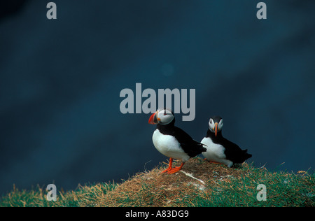 Pair of Puffins seabirds on Dyrholaey Iceland Stock Photo