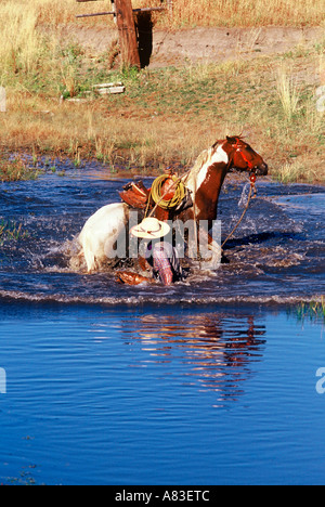 A horse trips and falls in a shallow river and a cowboy sits in the water stunned after falling off his horse Stock Photo