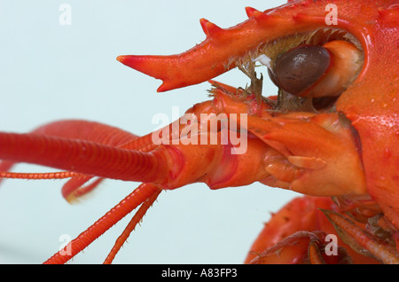 Closeup of a cooked lobster Stock Photo