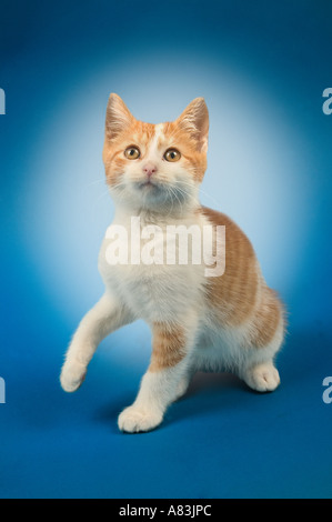 Studio portrait of a very young male orange tabby kitten Stock Photo