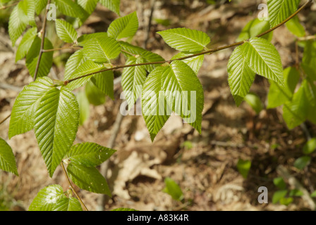 Yellow Birch- Betula alleghaniensis- leafs with a white background during the spring months in New England USA Stock Photo