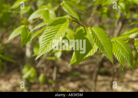 Yellow Birch Betula alleghaniensis leafs with a white background during the spring months in New England USA Stock Photo