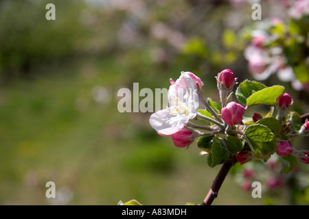 Spring apple blossoms in Idaho Stock Photo