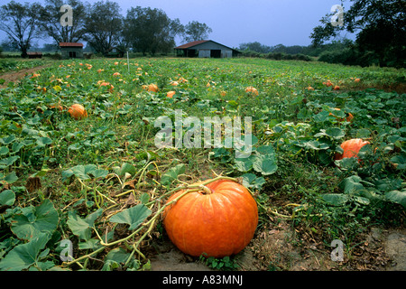 A pumpkin patch in Georgia Stock Photo