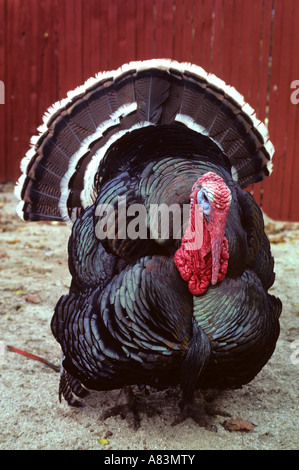 A large tom turkey Stock Photo