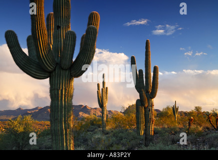 Saguaro Cactus in Fountain Hills near Phoenix Arizona Stock Photo