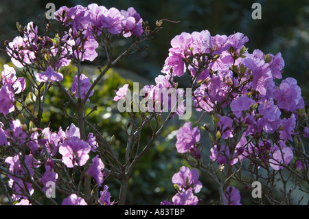 Rhododendron mucronulatum in flower April North Yorkshire UK England Stock Photo