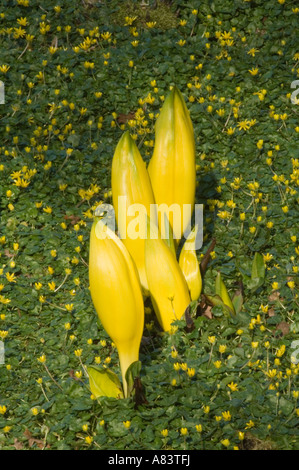 Yellow skunk cabbage (Lysichiton americanus) in flower April North Yorkshire Garden UK Stock Photo