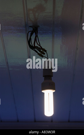 Energy saving light bulb hanging from white painted timber ceiling Stock Photo