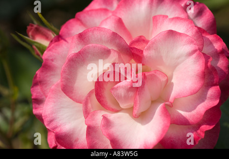 Cultivated Rose (Rosa sp.) 'Hannah Gordon', flowering in garden, North Yorkshire, England, UK, Europe Stock Photo