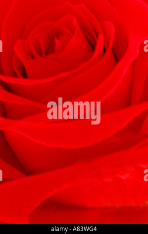 Red Rose petals close up Stock Photo