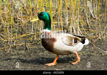 Mallard (Anas platyrhynchos) adult male walking Waterfowl Wildlife Trust  (WWT) Burscough Lancashire UK, April Stock Photo