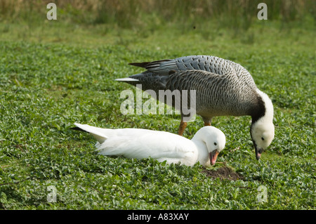 Ross's Goose (Chen rossii or Anser rossii) and  Emperor Goose (Chen canagica) WWT Burscough Lancashire UK Europe Stock Photo
