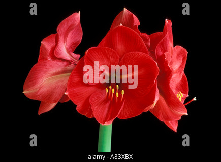 Amaryllis Stock Photo
