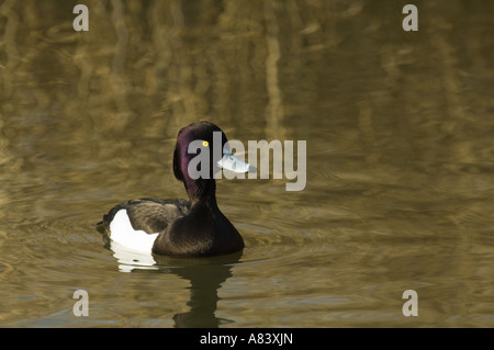 Tufted Duck (Aythya fuligula) adult male in breeding plumage April Martin Mere Wildfowl And Wetlands Trust Burscough Lancashire Stock Photo