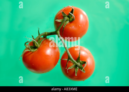 Tomatoes on the vine Stock Photo